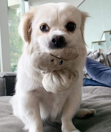 Iliza-Shlesinger-mascota-perro