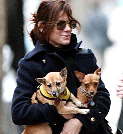 Sandra-Bullock-mascotas