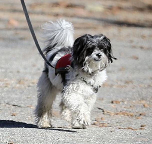 Helen-Hunt-perro-mascota