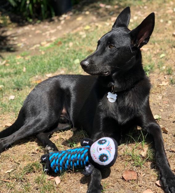 Wilmer-Valderrama-perro-mascota